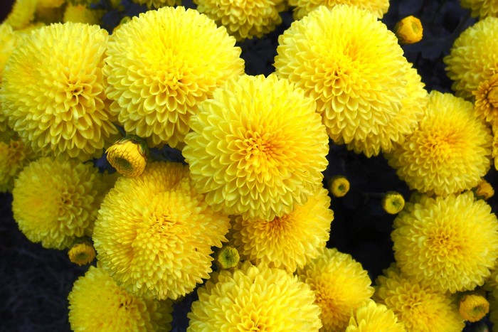 Close-up of yellow chrysanthemums