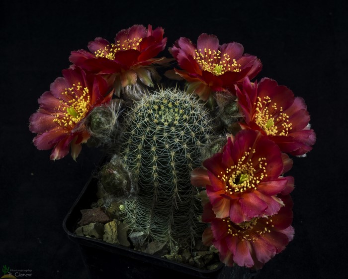 Cactus with Wine Color Flowers on Black Background