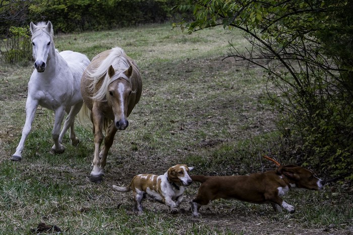 Two horses and two dogs running in a field