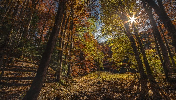 Autumn forest in Biogradska Gora National Park, Montenegro