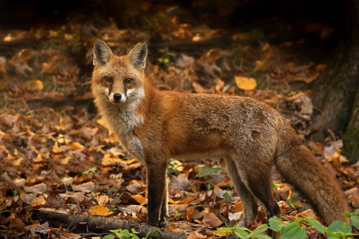 Red fox standing in autumn foliage