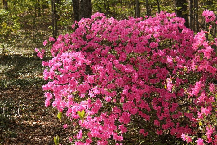 Pink Azalea Bush in a Forest Setting