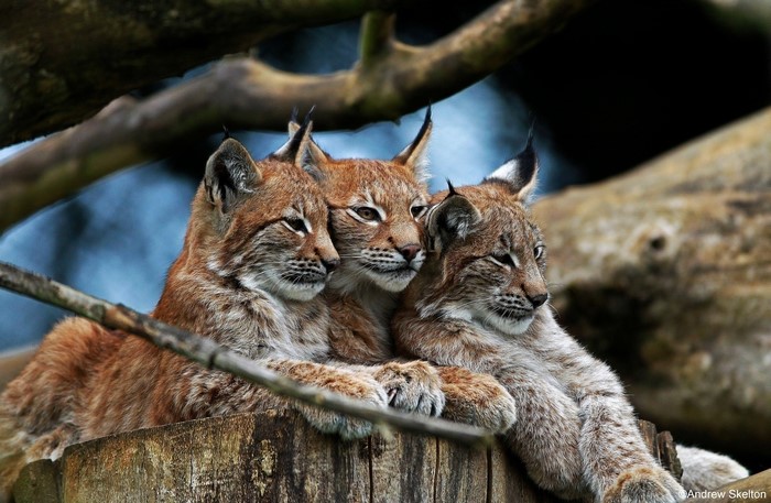 Three young lynx cubs resting on a tree stump