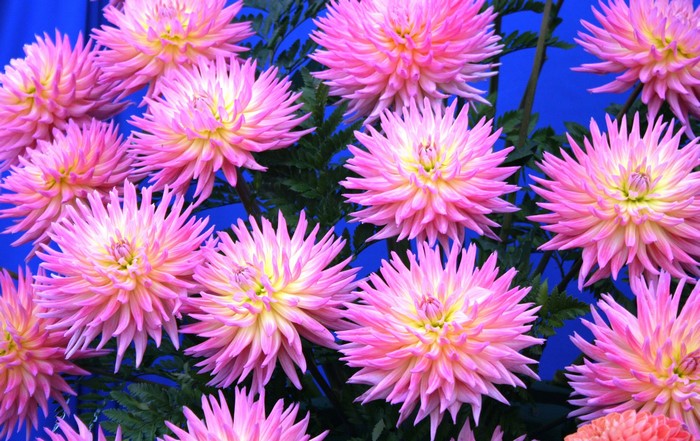 Pink and yellow dahlias with green leaves on blue background