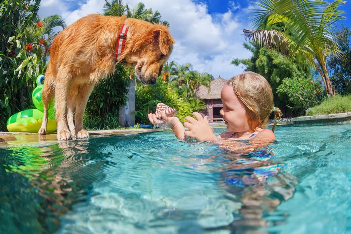 Golden Retriever Dog and Girl with Seashell in Pool