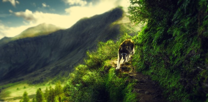 Wolf walking on a mountain trail