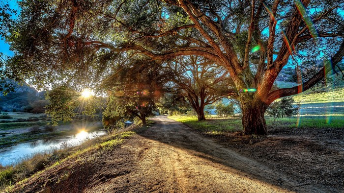 Dirt road under large trees with sun rays and river