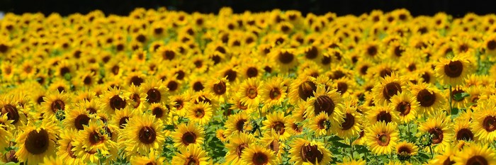 A field of sunflowers under a dark sky