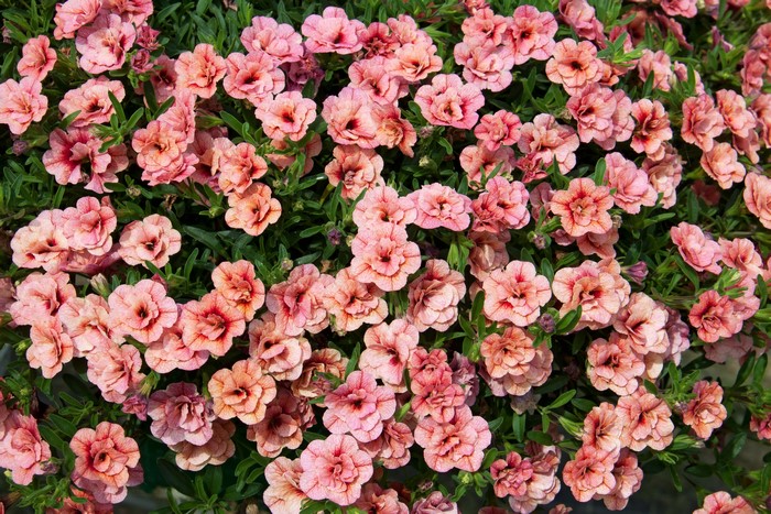 Many pink Calibrachoa flowers