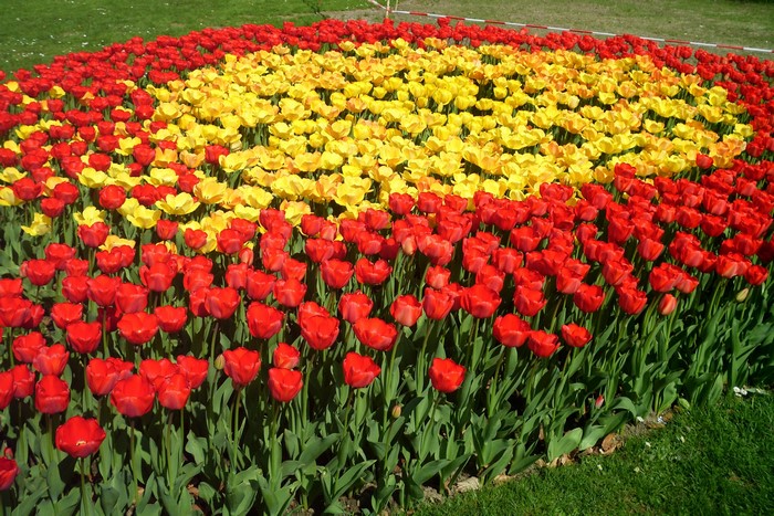 Red and yellow tulips in a garden bed