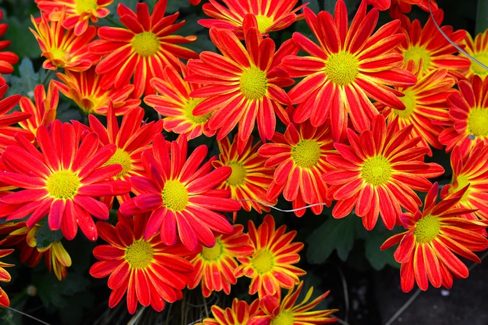 4K Red Chrysanthemums Closeup