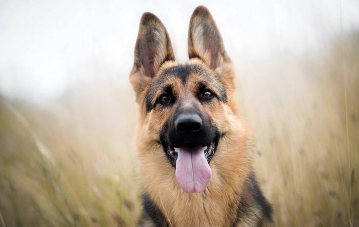 German Shepherd dog with tongue out in field