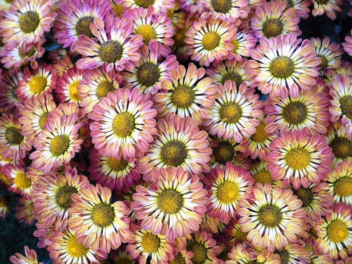 Close-up of pink and yellow chrysanthemums