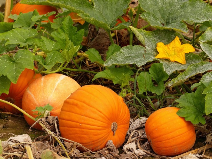Pumpkins growing on a vine with a yellow flower