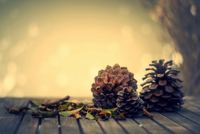 Pine cones and fallen leaves on wooden planks