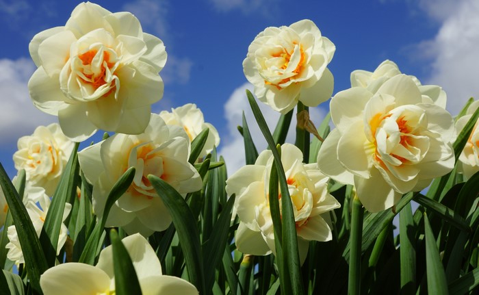 White and orange double daffodils in bloom
