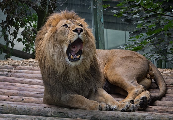 Lion yawning on wooden platform