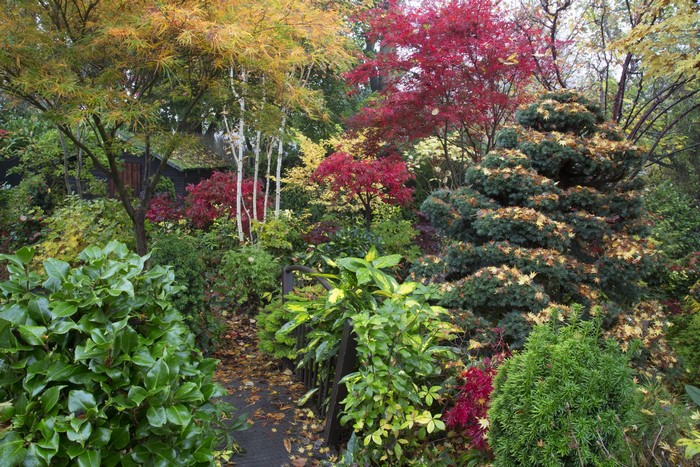 Autumn garden with colorful trees and shrubs in Walsall, England