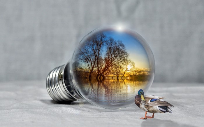 Duck by a light bulb reflecting a sunset over a lake