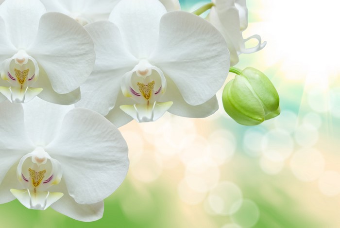 White Orchids and Bud with Bokeh Background