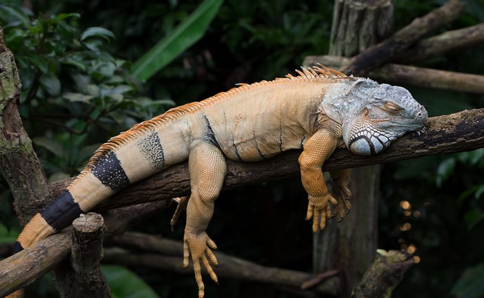 Orange iguana sleeping on a tree branch