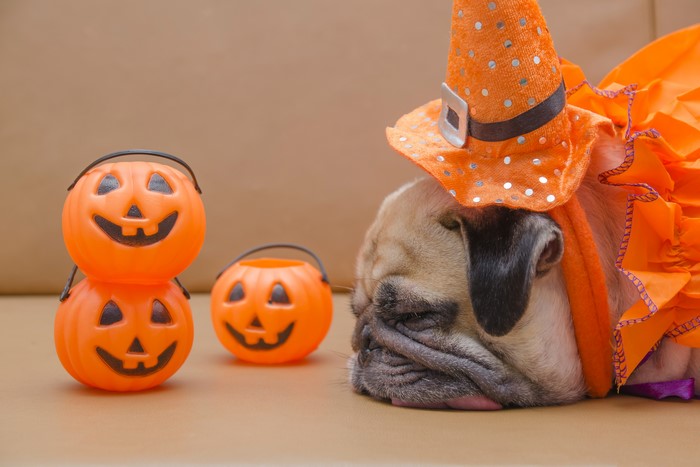 Pug in Halloween Costume with Pumpkin Buckets