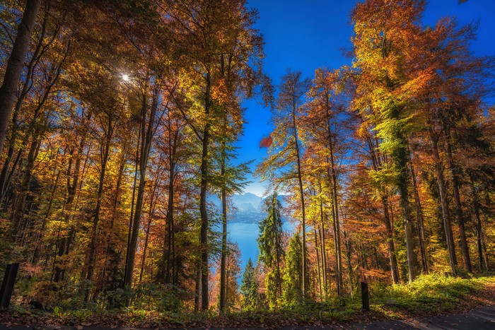 Autumn forest overlooking a lake and mountains in Switzerland