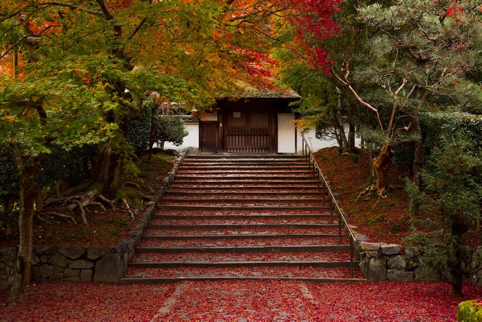 Autumn leaves cover stone stairs leading to a Japanese temple gate