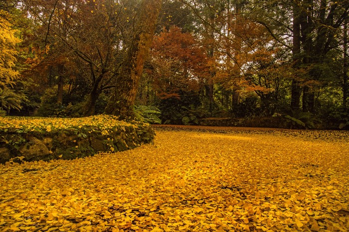 Autumn foliage at Alfred Nicholas Memorial Gardens, Australia