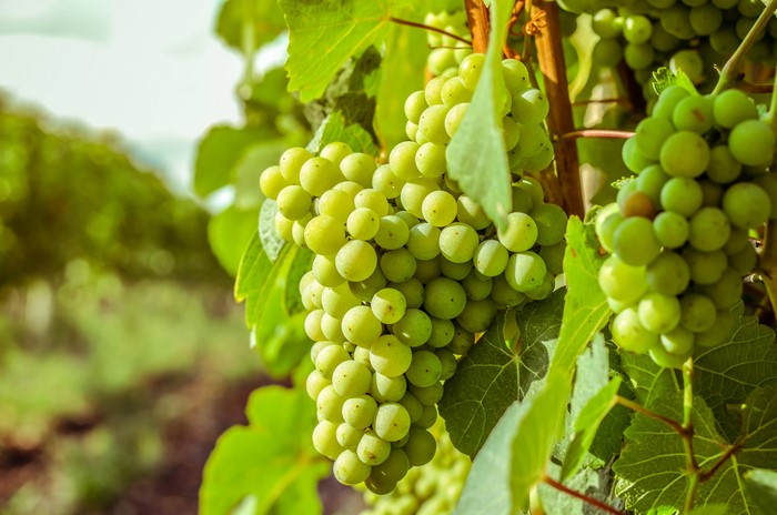 Green grapes on a vine in a vineyard