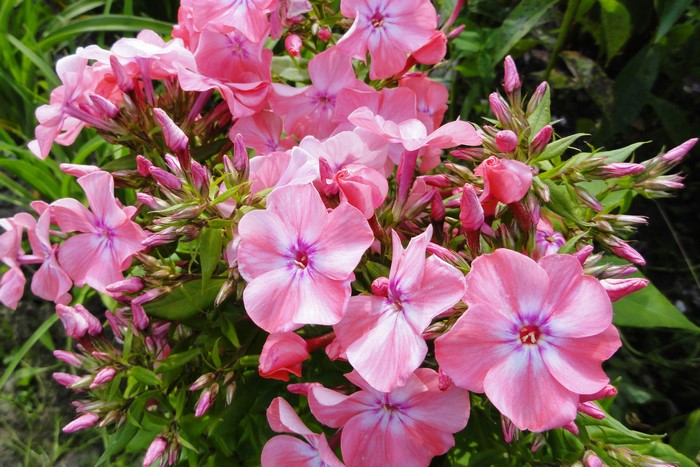 Close-up of pink phlox flowers with buds