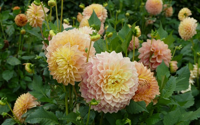 4K Dahlias Closeup