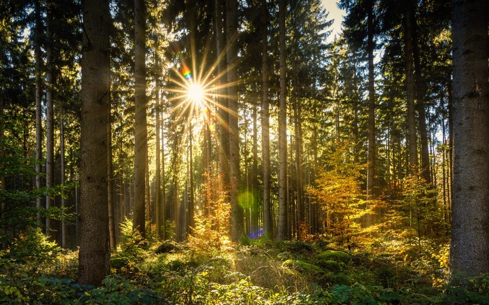 Sunbeams shining through a forest