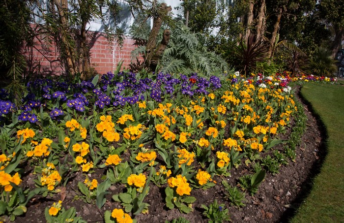 Flowerbed with yellow and purple primulas in Swansea Botanic Gardens