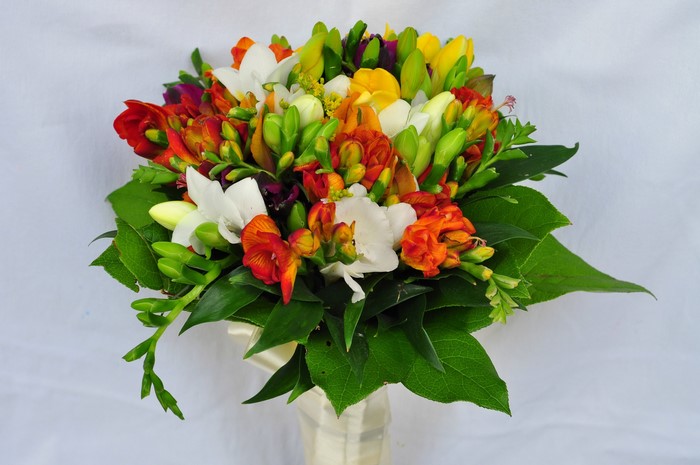 Colorful Freesia Bouquet with Green Leaves
