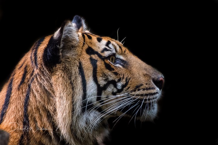 Tiger head profile on black background