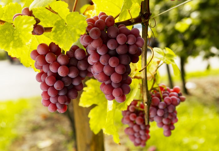Red Grapes on Vine