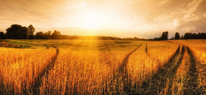Wheat field at sunset with sun rays