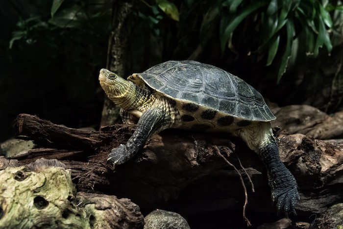 A turtle rests on a log in a dark forest