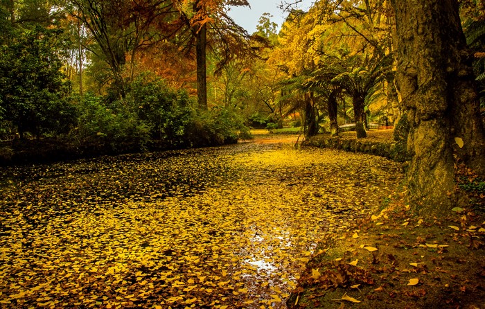 Autumn pond covered in yellow leaves at Alfred Nicholas Memorial Gardens