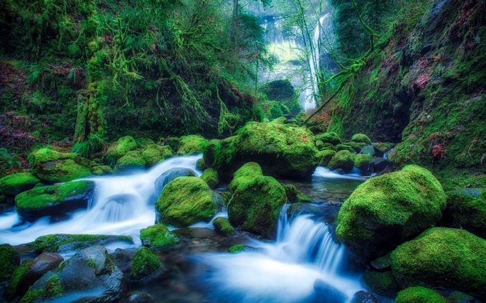 Mossy rocks and waterfall in a forest