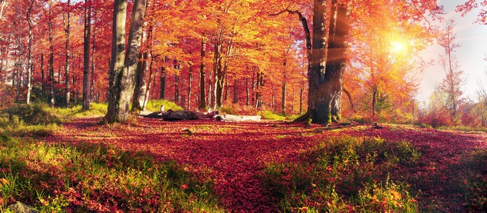 Autumn forest in Zakarpattia, Ukraine with sun rays