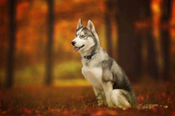 Husky dog sitting in autumn forest