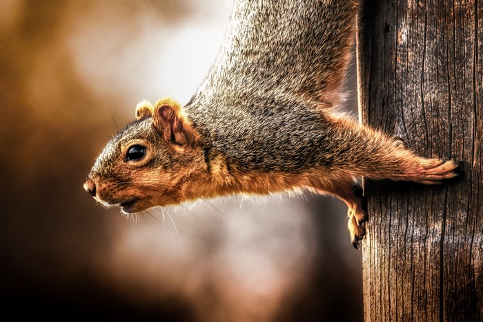 4K Squirrel Closeup on Wooden Post