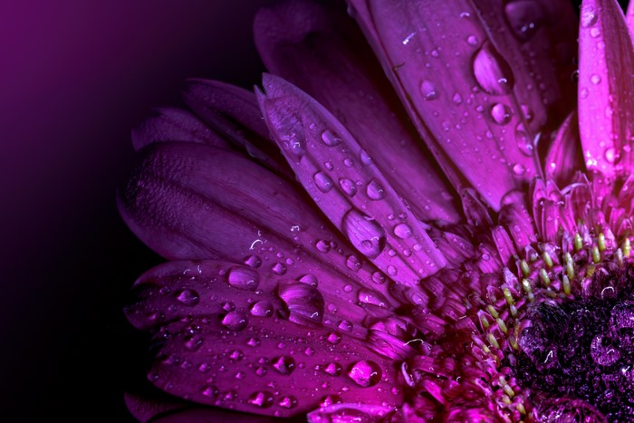 Macro shot of a purple Gerbera daisy with water droplets