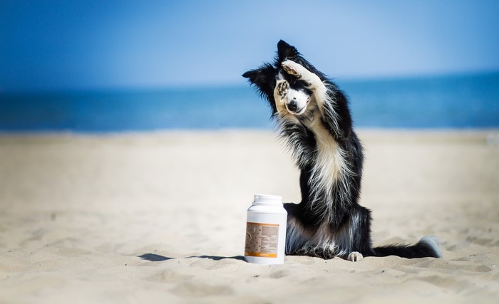 Border Collie dog on a beach with a white bottle