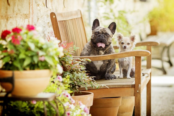 French Bulldog and Chihuahua on a wooden bench
