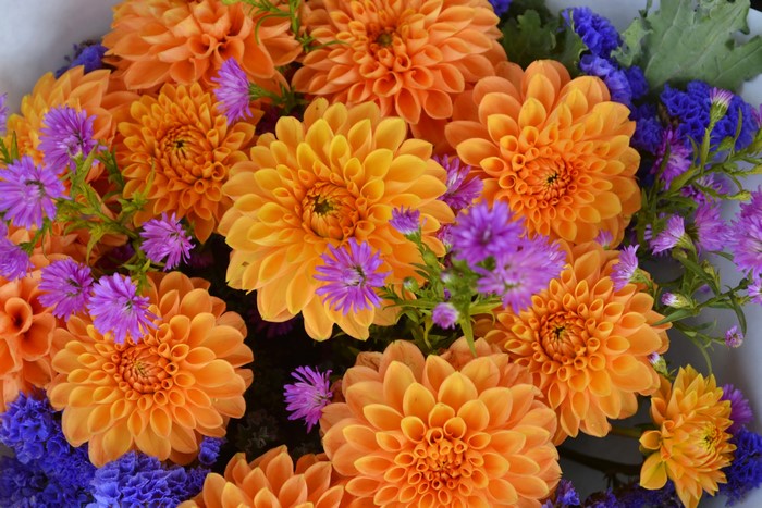 Orange Dahlias and Purple Asters Closeup