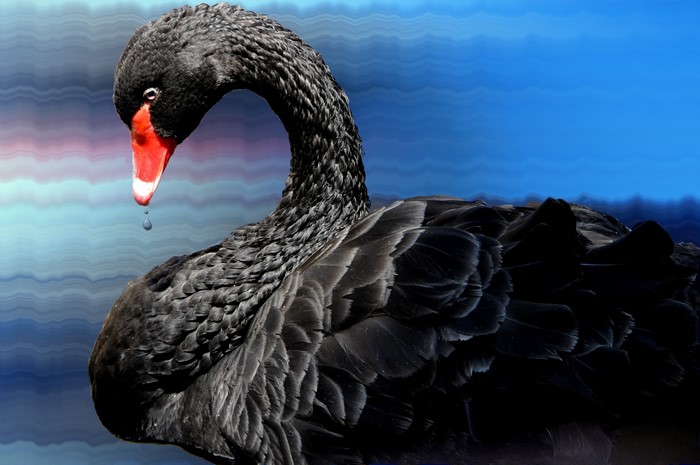 Black Swan with Red Beak and Water Droplet