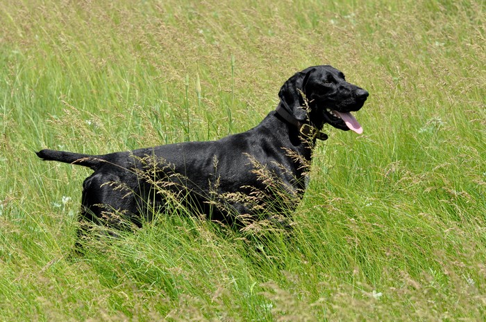 Black dog standing in tall grass